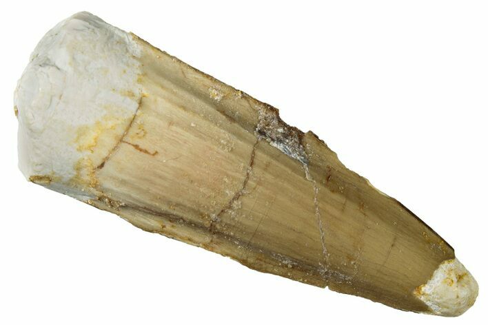 Juvenile Fossil Spinosaurus Tooth - Real Dinosaur Tooth #301276